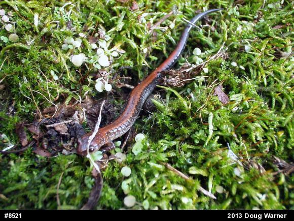Eastern Red-backed  Salamander
