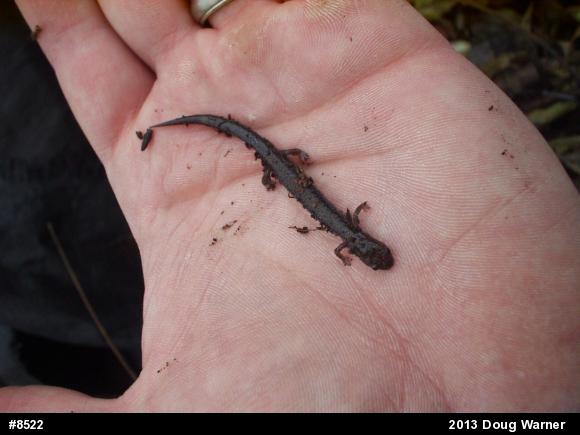 Eastern Red-backed  Salamander