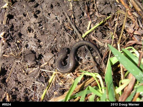 Eastern Red-backed  Salamander