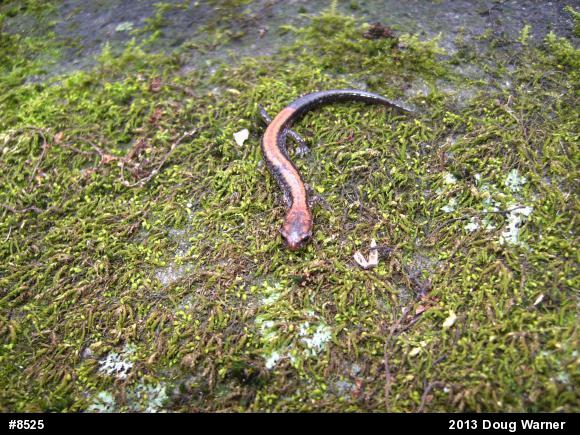 Eastern Red-backed  Salamander