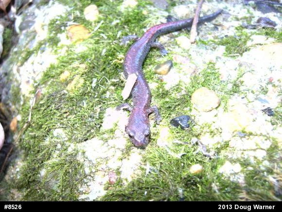 Eastern Red-backed  Salamander