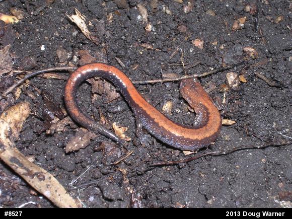 Eastern Red-backed  Salamander