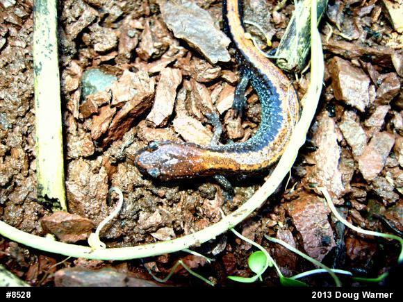 Eastern Red-backed  Salamander