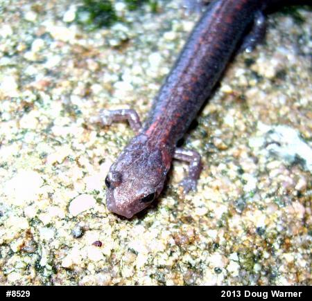 Eastern Red-backed  Salamander