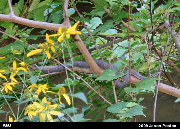 Queensnake
