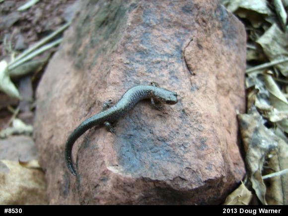 Eastern Red-backed  Salamander
