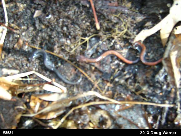 Eastern Red-backed  Salamander
