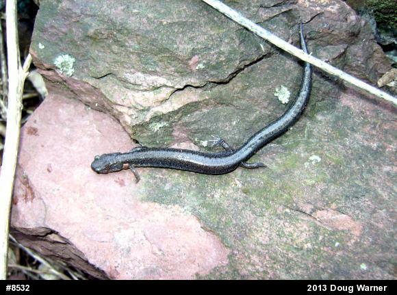Eastern Red-backed  Salamander