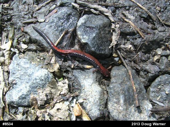 Eastern Red-backed  Salamander