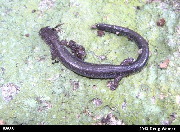 Eastern Red-backed  Salamander