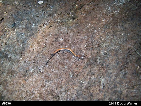 Eastern Red-backed  Salamander