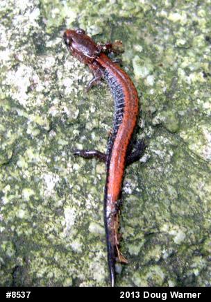 Eastern Red-backed  Salamander