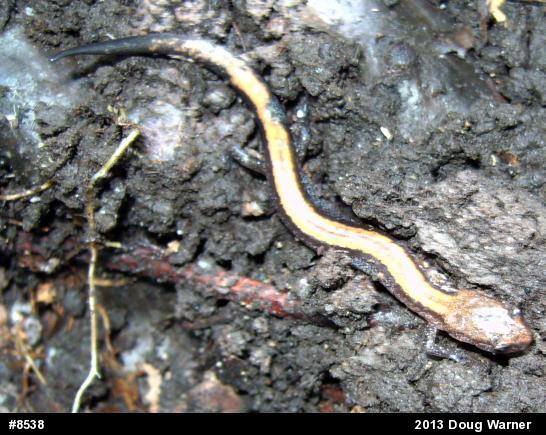Eastern Red-backed  Salamander