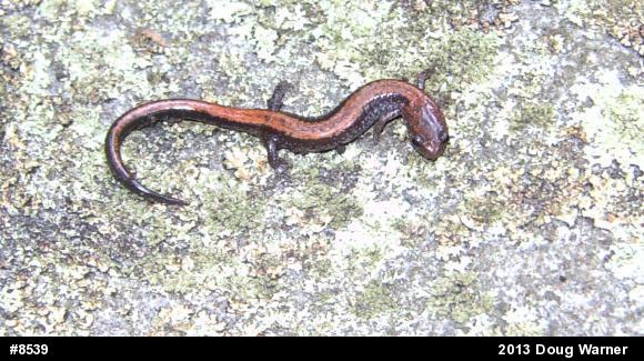 Eastern Red-backed  Salamander