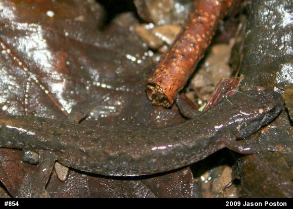 Northern Dusky Salamander