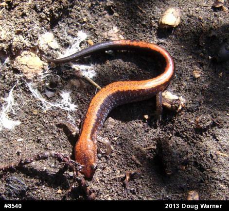 Eastern Red-backed  Salamander