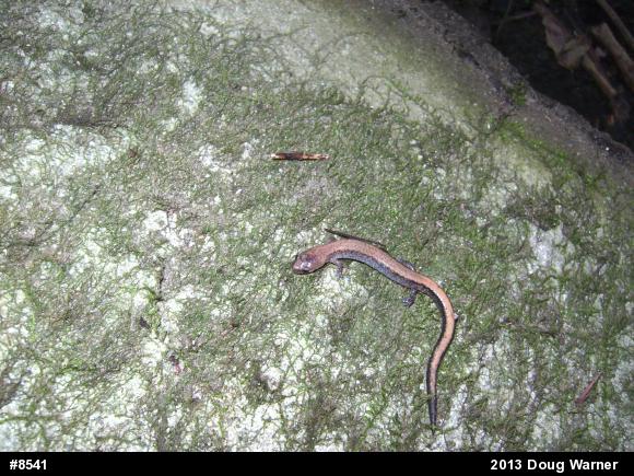 Eastern Red-backed  Salamander