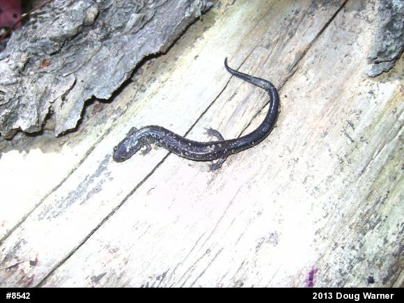 Eastern Red-backed  Salamander
