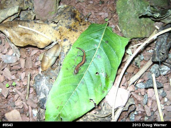 Eastern Red-backed  Salamander