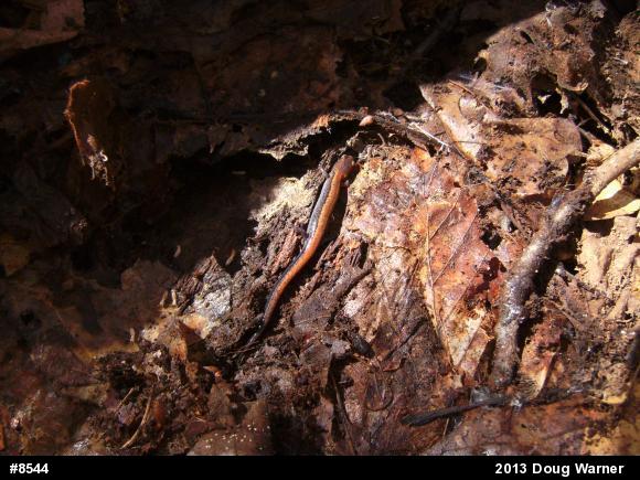 Eastern Red-backed  Salamander