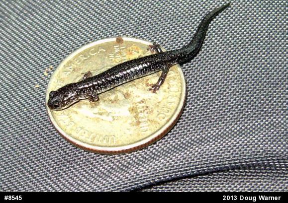 Eastern Red-backed  Salamander