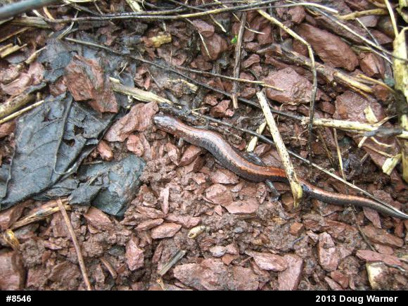 Eastern Red-backed  Salamander
