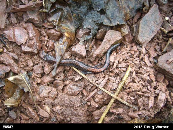 Eastern Red-backed  Salamander