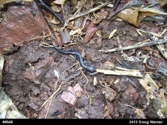 Eastern Red-backed  Salamander