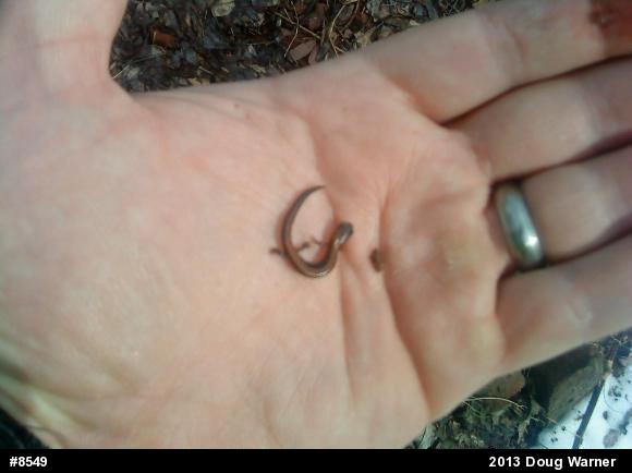 Eastern Red-backed  Salamander