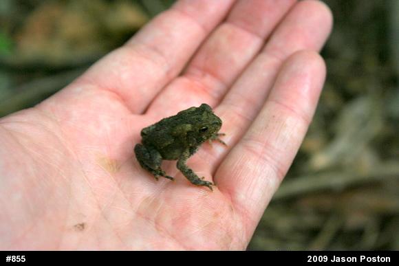 True Toads