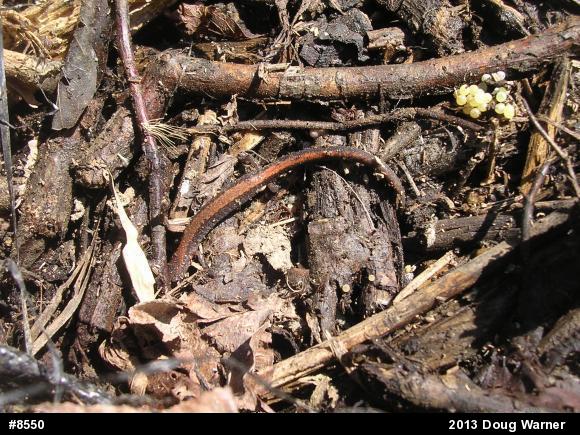 Eastern Red-backed  Salamander
