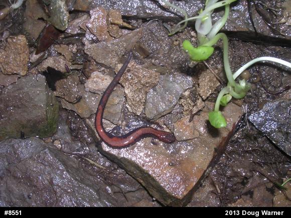 Eastern Red-backed  Salamander