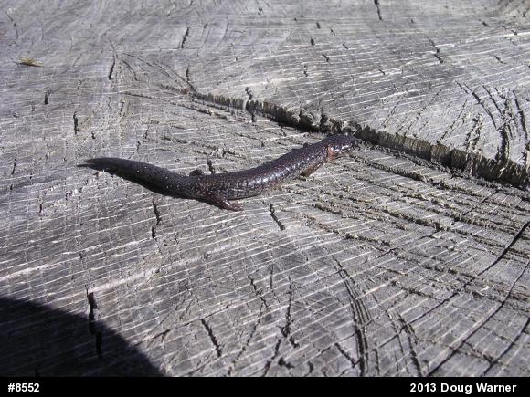 Eastern Red-backed  Salamander