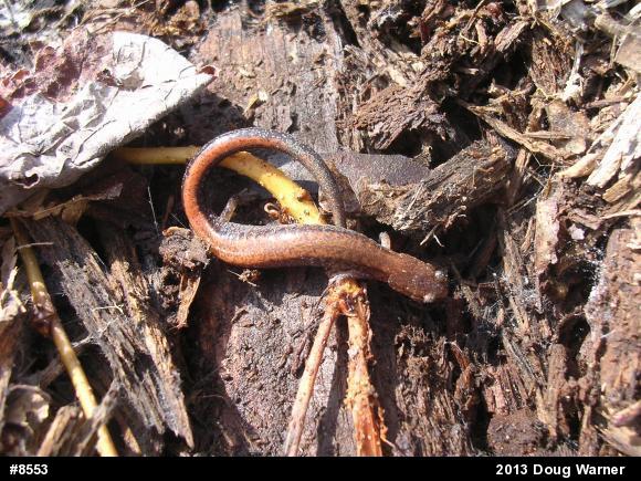 Eastern Red-backed  Salamander