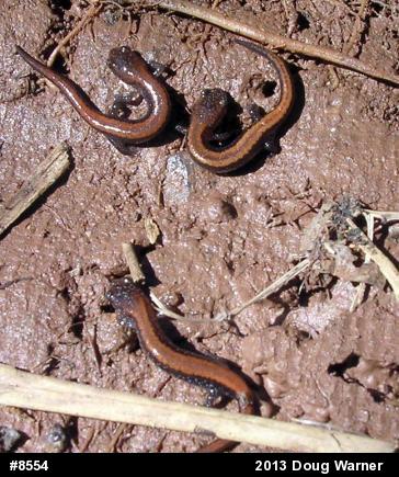 Eastern Red-backed  Salamander