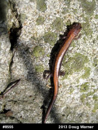 Eastern Red-backed  Salamander