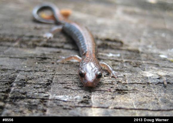Eastern Red-backed  Salamander