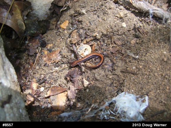 Eastern Red-backed  Salamander