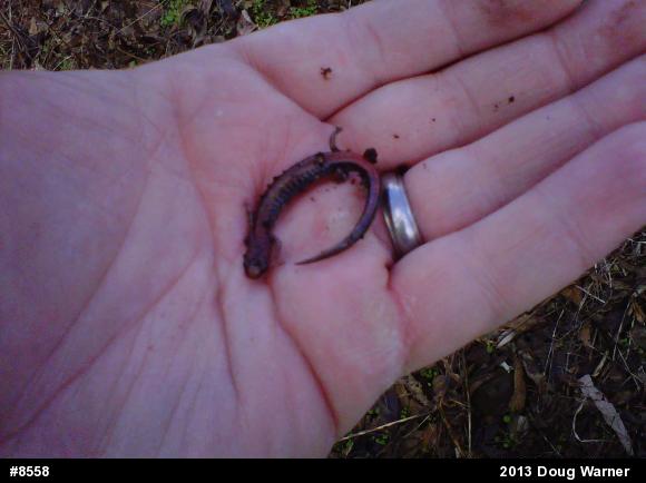 Eastern Red-backed  Salamander