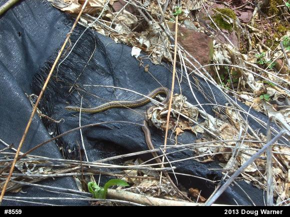 Eastern Red-backed  Salamander