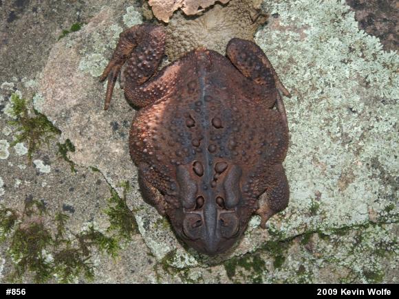 Eastern American Toad