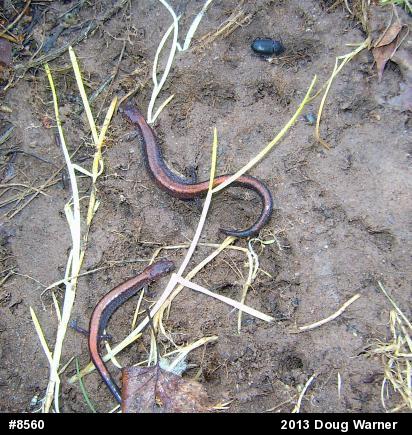 Eastern Red-backed  Salamander