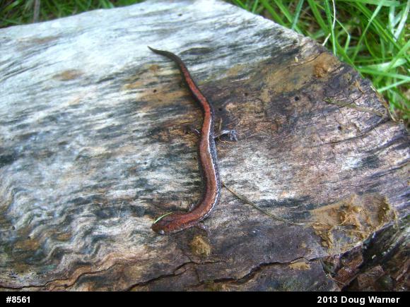 Eastern Red-backed  Salamander