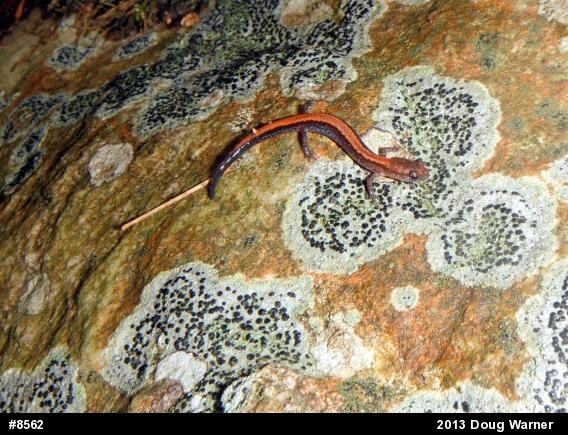 Eastern Red-backed  Salamander