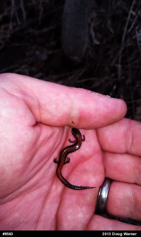 Eastern Red-backed  Salamander