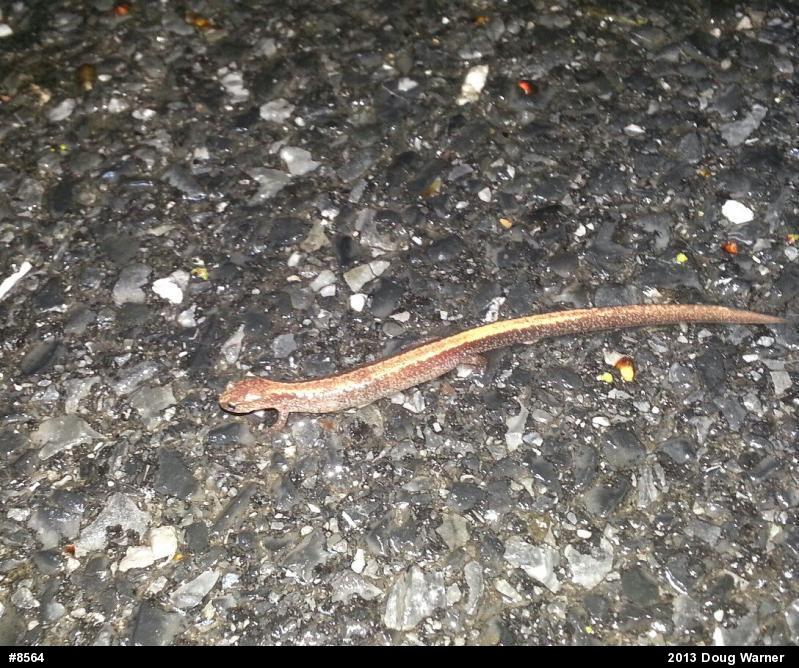 Eastern Red-backed  Salamander
