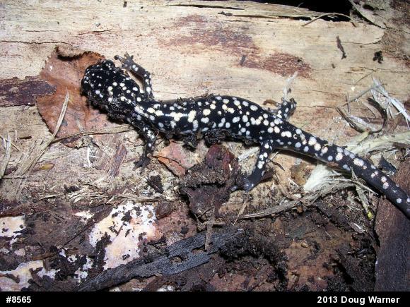 Northern Slimy Salamander