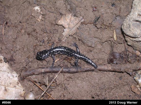 Northern Slimy Salamander