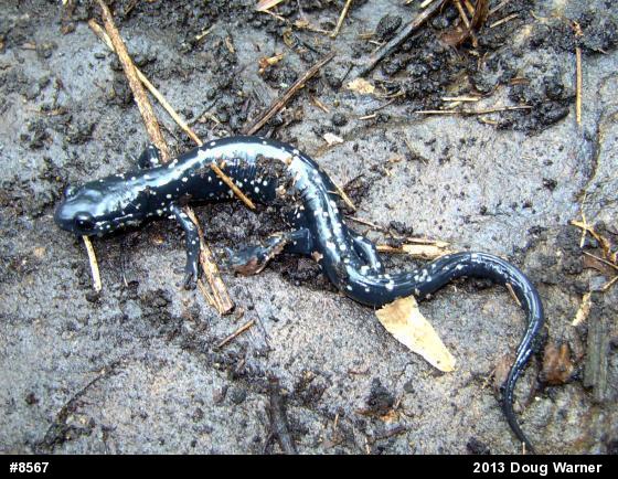 Northern Slimy Salamander