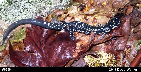 Northern Slimy Salamander